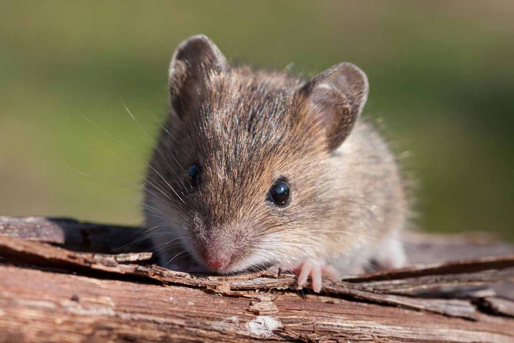 make ego a small mouse
